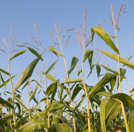 About ABEL Inc | Columbus, NE Fertilizer